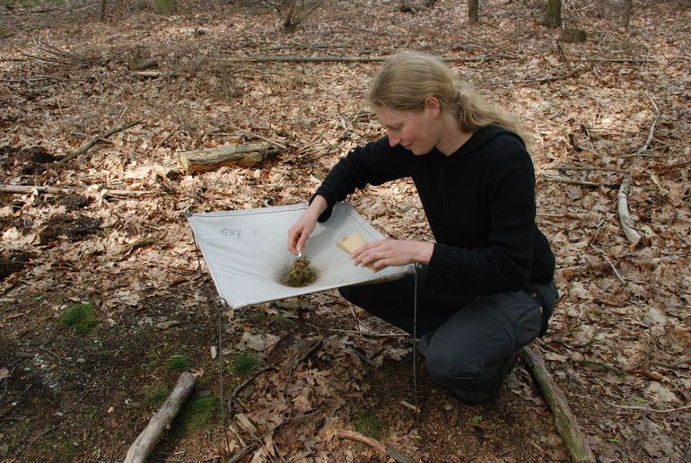 Met een ‘keutelnet’ kunnen onderzoekers de rupsenpiek volgen in het bos. Zolang er rupsen zijn, vallen hun poepjes uit de bomen. Dat kun je vaak ook horen. Het keutelnet levert een maat op voor de aanwezige rupsen. Als de rupsen van de kleine wintervlinder volgroeid zijn, kruipen ze de grond in om te verpoppen