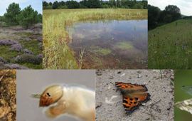 Fauna en landschapscompilatie