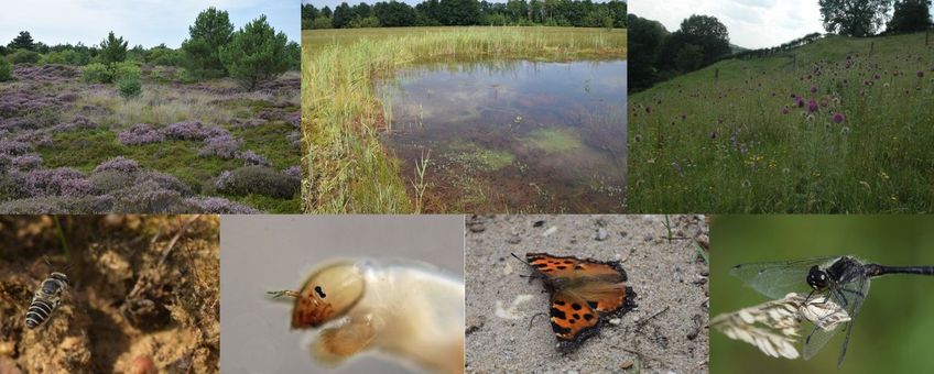 Fauna en landschapscompilatie