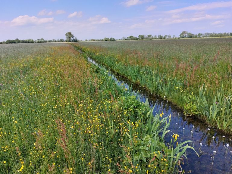 Levendige boerensloot met Waterviolier (witte bloemen in het water)