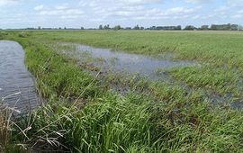 Honderden larven van de grote modderkruiper tussen de ondergelopen grassprietjes in de uiterwaarden bij Zwarte Water