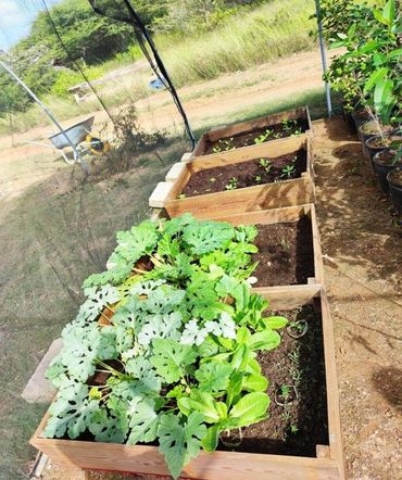Sargassum enriched soil testing set-up