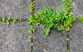 Getty Images Stoep plantjes