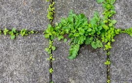 Stoep plantjes