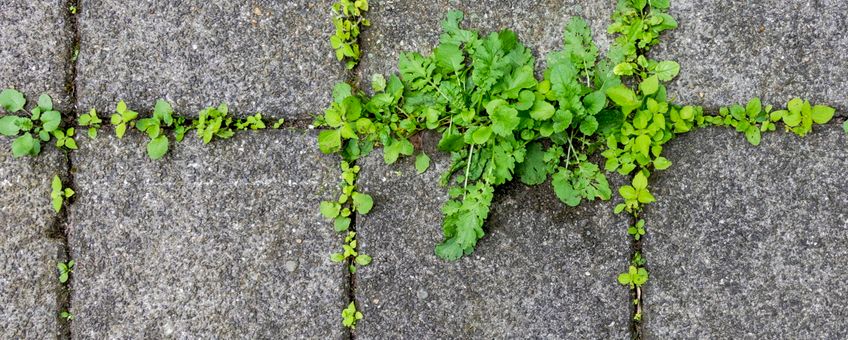 Stoep plantjes