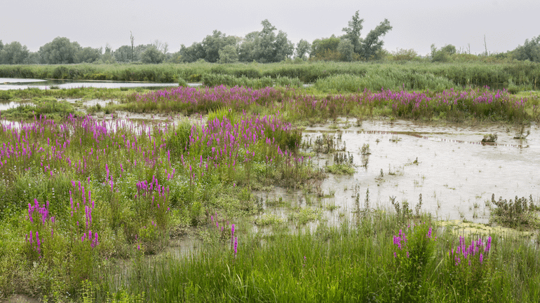 De natuur doet het goed in de Noordwaard, zoals de bloeiende grote kattenstaart