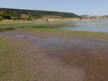 Voortplantingsgebied van de zadellibel in Zuid-Europa (Sardinie, Italie)