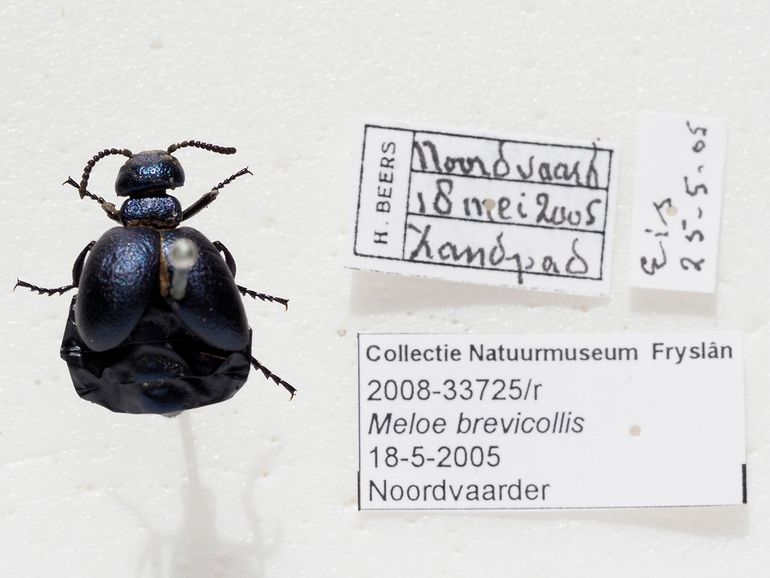 Een geprepareerde kortnekoliekever in de collectie van het Natuurmuseum Fryslân