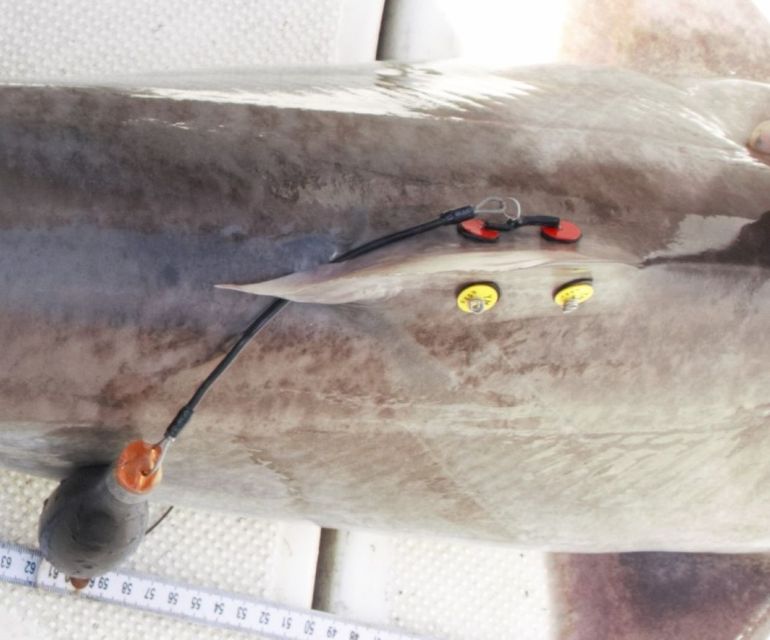 Pop-off satelliet Data Storage tag geplaatst op de rugvin van een ruwe haai