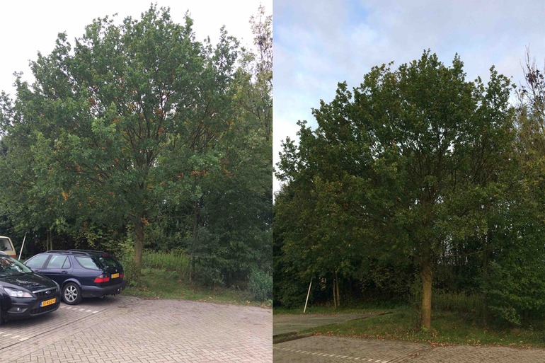 Zomereik op 11 oktober 2017 (links) en op 25 oktober 2017 in de Lumentuin in Wageningen