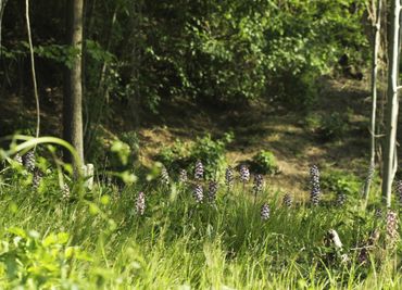 De soortenrijkste variant van het Eiken-Haagbeukenbos is rijk aan orchideeën en is gebonden aan steile hellingen met ondiep kalkgesteente