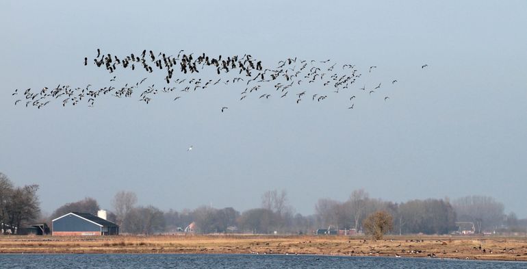 Northern lapwings in flight