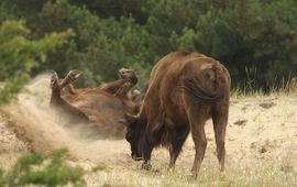 Wisent neemt zandbad in Kraansvlak VOOR EENMALIG GEBRUIK