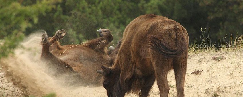 Wisent neemt zandbad in Kraansvlak VOOR EENMALIG GEBRUIK