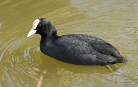 Fulica atra, Meerkoet. Foto: Saxifraga-Jan van der Straaten. http://www.freenatureimages.eu