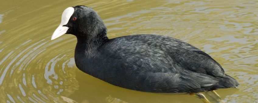 Fulica atra, Meerkoet. Foto: Saxifraga-Jan van der Straaten. http://www.freenatureimages.eu