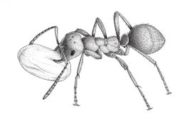 Erik-Jan Bosch, Naturalis Amazonemier met geroofde renmierpop