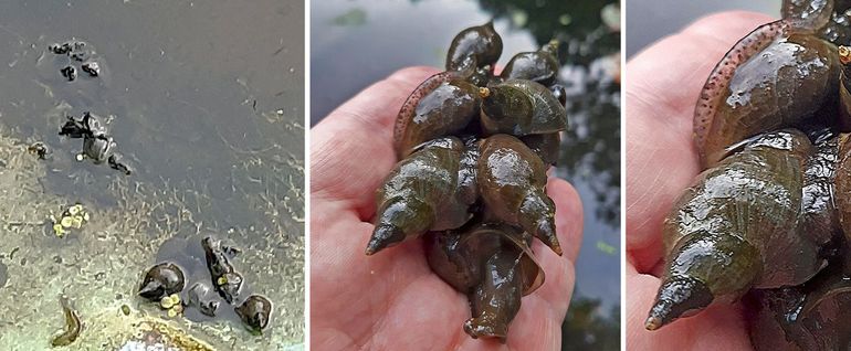 De Grote poelslak (Lymnaea stagnalis). Hele kluiten op elkaar in een slakkenorgie. Op de rechterfoto bovenaan, zit links op het huisje een legsel eieren