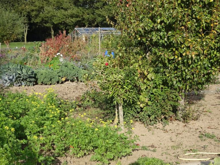 Een pluk gele kruisbloemigen om de rupsen van het groot koolwitje uit de kool in de moestuin op te zetten