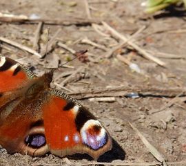 dagpauwoog zonnend primair