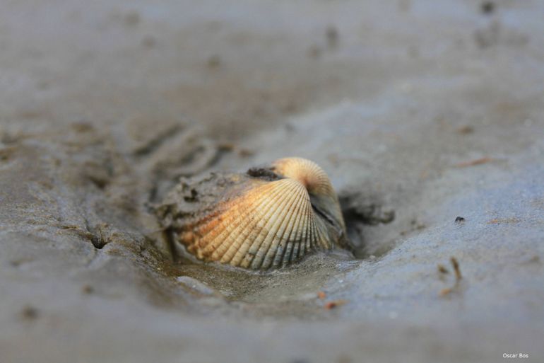 Kokkel op wadplaat