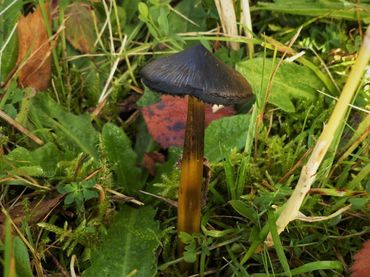 Als de paddenstoel ouder wordt, kleurt de hoed volledig zwart