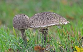 Macrolepiota procera. Grote parasolzwam