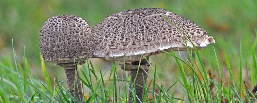 Macrolepiota procera. Grote parasolzwam