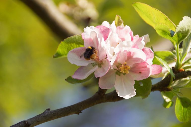 Weidehommel op appelbloesem