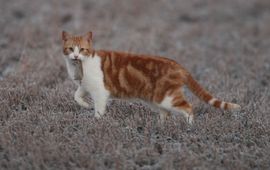 Raymond De Smet kat