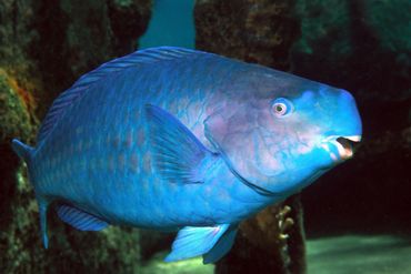 Blue parrotfish (Scarus coeruleus)