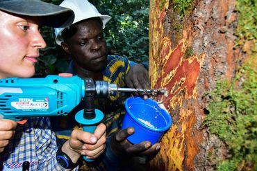 Wetenschappers nemen een houtmonster uit een boomstam