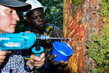 Researchers taking a wood sample from a tree trunk