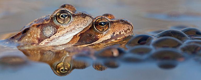 Naast padden zijn er ook 13.862 bruine kikkers overgezet in 2016