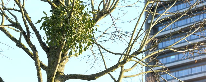 Maretak, vogellijm, mistletoe, heksenbezem in linde bij provinciehuis Brabant