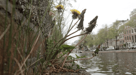 Een stadse paardenbloem groeit goed langs de Amsterdamse Nieuwe Herengracht