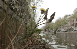 Een stadse paardenbloem groeit goed langs de Amsterdamse Nieuwe Herengracht