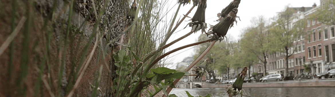 Een stadse paardenbloem groeit goed langs de Amsterdamse Nieuwe Herengracht