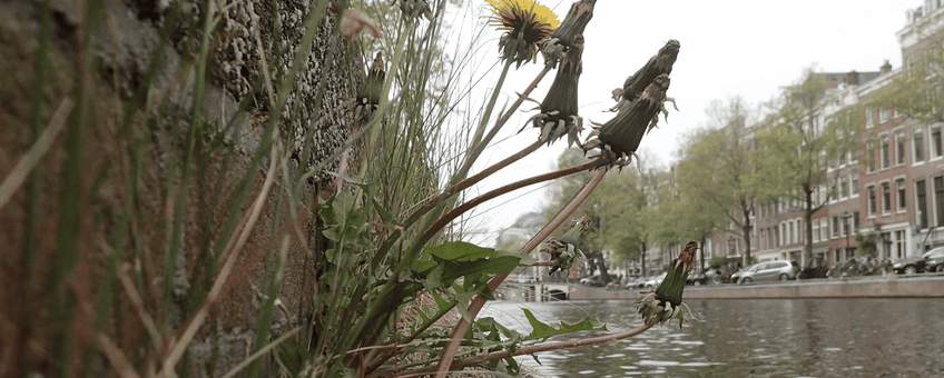 Een stadse paardenbloem groeit goed langs de Amsterdamse Nieuwe Herengracht