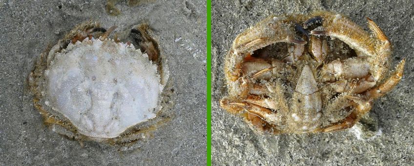 De Amelandse Ovaalronde krab liggend in de vloedlijn, gefotografeerd van de bovenzijde en van de onderzijde