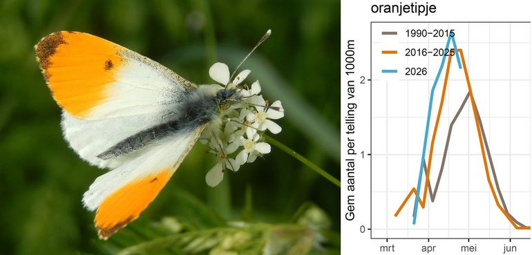 Het oranjetipje was dit voorjaar (blauwe lijn) meer aanwezig dan bij de gemiddelden in de andere perioden