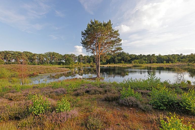 Eendenven, een van de vennen in de Overasseltse en Hatertse Vennen nabij Nijmegen