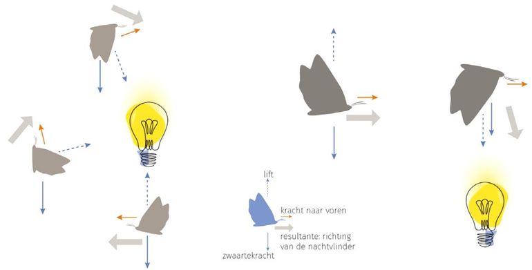 Een vliegend insect moet lift, een kracht omhoog, creëren als tegenkracht voor de zwaartekracht. Nachtvlinders gebruiken licht om de richting van deze lift te bepalen