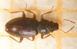 Nobby Thys Hydraena melas