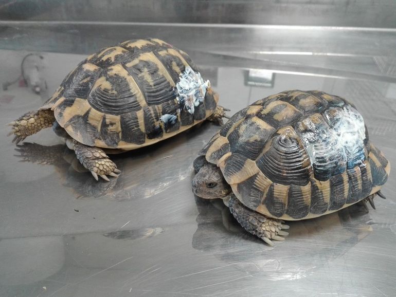  Twee Griekse landschildpadden die na de bosbranden in augustus 2021 door SOPTOM (Station d'Observation et de Protection des Tortues et de leurs Milieux) zijn gered en opgevangen in Carnoules, Frankrijk