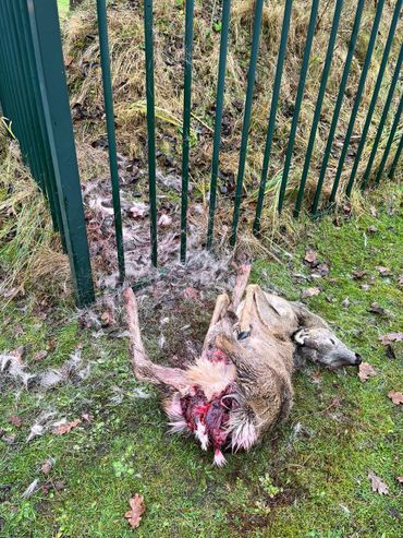 Dit ree werd opgejaagd door een hond, kwam tegen het hek terecht, brak haar nek en werd flink gebeten