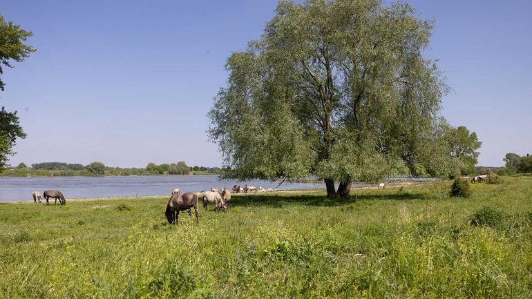 Konikpaarden en gallowayrunderen grazen hier vrijwel het hele jaar