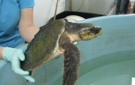 Kemps zeeschildpad aangespoeld in Scheveningen december 2011 foto alleen voor dit bericht