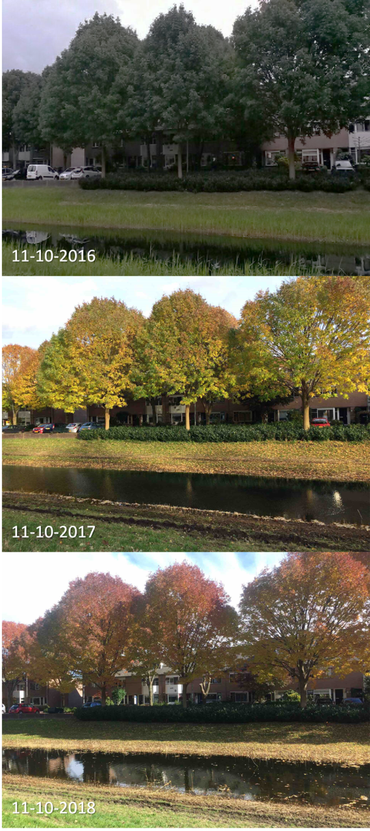 Verschil in bladverkleuring van essen in 2016, 2017 en 2018