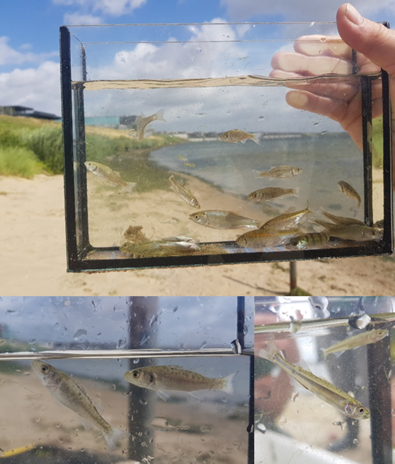 Juveniele zeebaars (boven en links) en koornaarvis (rechts) gevangen in het westelijke deel van het Haringvliet